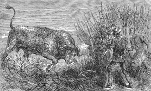 Hunting a buffalo, white hunter with rifle shoots the wildebeest
