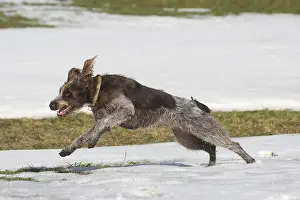 Hunting dog Bohemian Raubart, or Cesky Fousek