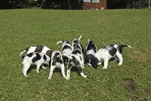 Hunting dog, English Springer Spaniel