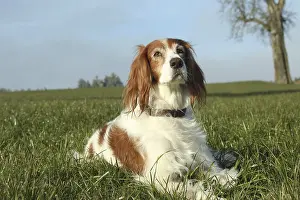 Hunting dog Irish Setter, Allgaeu
