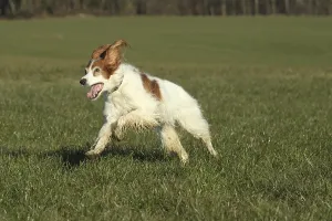 Hunting dog Irish Setter, Allgaeu