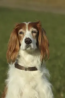 Hunting dog Irish Setter, portrait