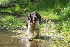 Hunting dog, Springer spaniel, Vulkaneifel
