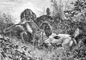 Two hunting dogs fighting over a shot hare