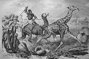 Hunting giraffes in Africa, historical engraving