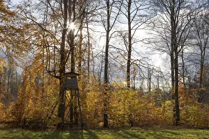 A hunting hide at the edge of a deciduous forest in autumnal colours