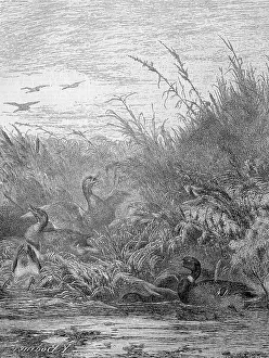 Hunting for Mallard or Wild Duck (Anas platyrhynchos)