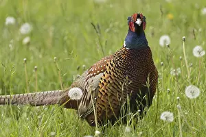 Hunting Pheasant (Phasianus colchicus)