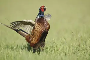 Hunting pheasant (Phasianus colchicus)