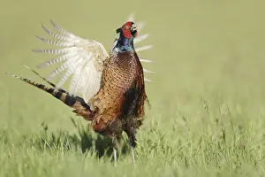 Hunting pheasant (Phasianus colchicus)