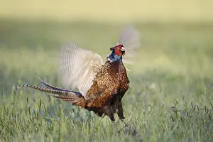 Hunting pheasant (Phasianus colchicus)
