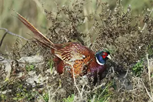 Hunting pheasant, Phasianus colchicus