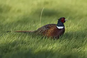 Hunting pheasant, Phasianus colchicus
