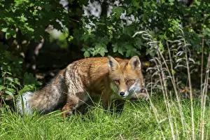 Hunting red fox (Vulpes vulpes) stalking prey in meadow