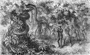 Hunting a strangler snake, white hunter with rifle shoots the animal