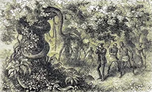 Hunting a strangler snake, white hunter with rifle shoots the animal