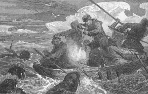 Hunting walruses (Odobenus rosmarus)