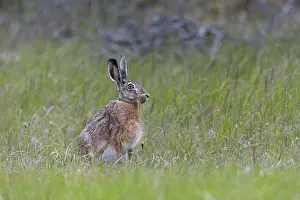 Hunts for wolves are usually lengthy and a visit from a brown hare (Lepus europaeus) is a welcome change