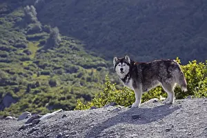 Husky looks into the camera