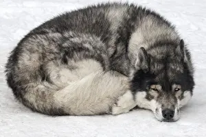 Husky, sled dog, lying in the snow