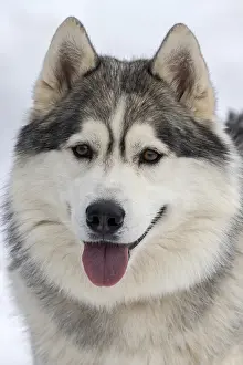 Husky, sled dog, portrait, Todtmoos