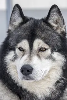 Husky, sled dog, portrait, Todtmoos