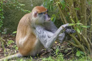 Hussar monkey (Erythrocebus patas)