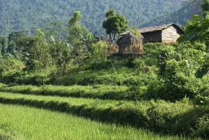 Hut in paddy field, Shillong, Meghalaya, India