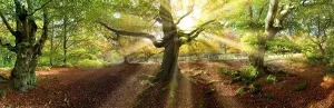 Hutewalder, Hesse, Germany<br> Hutew?lder