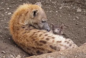 Hy