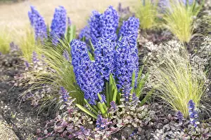 Hyacinth (Hyacinthus orientalis Blue Jacket')