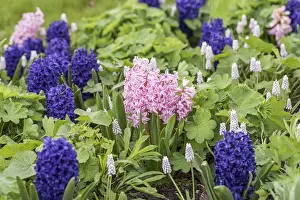 Hyacinth (Hyacinthus orientalis Fondant')