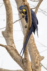 Hyacinth Macaw (Anodorhynchus hyacinthinus)