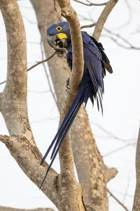 Hyacinth Macaw (Anodorhynchus hyacinthinus)