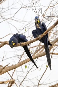 Hyacinth Macaw (Anodorhynchus hyacinthinus)