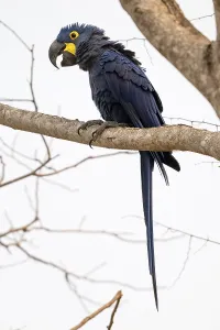 Hyacinth Macaw (Anodorhynchus hyacinthinus)