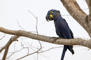 Hyacinth Macaw (Anodorhynchus hyacinthinus)