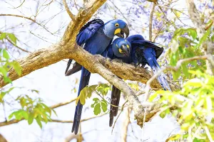 Hyacinth Macaw (Anodorhynchus hyacinthinus) Pantanal Brazil