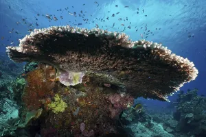 Hyacinth Table Coral (Acropora hyacinthus) in the sea surrounded by smaller fish