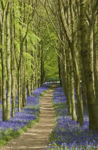 Hyacinthoides non-scripta (Endymion non-scriptus) flowering mass