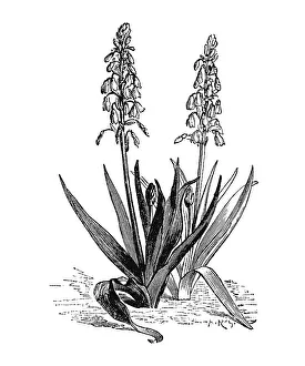 Hyacinths, historical illustration
