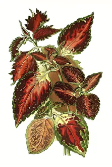 Hybrid spurflowers (Plectranthus) scutellarioides
