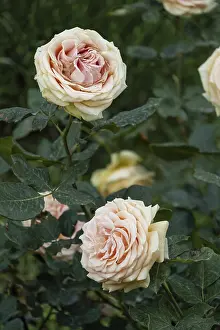 Hybrid Tea and Climbing Hybrid Tea Rose close-up