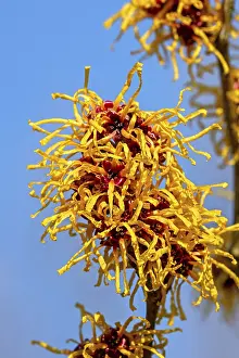 Hybrid witch hazel (Hamamelis x intermedia) cultivar Barmstedt Gold
