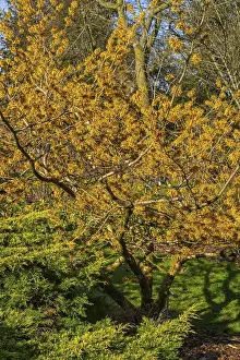 Hybrid witch hazel (Hamamelis x intermedia) cultivar Barmstedt Gold