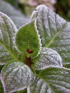 Hydrangea with hoarfrost, ladybird, hoarfrost