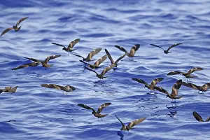 Hydrobates matsudairae, Matsudaira's Storm-petrel