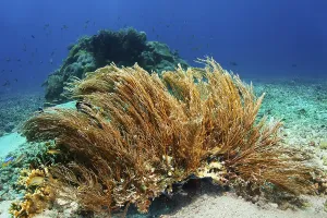 Hydrozoan sticks (Hydrozoa) strongly cnidarian