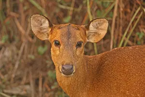 Hyelaphus porcinus porcinus (Axis porcinus porcinus)