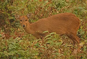 Hyelaphus porcinus porcinus (Axis porcinus porcinus)